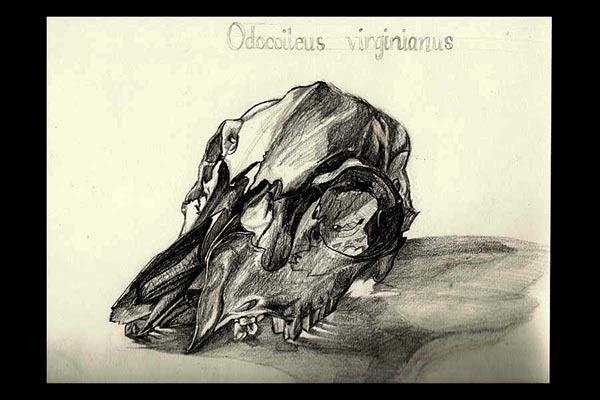 Deer Skull, 2010, graphite, 12x9"