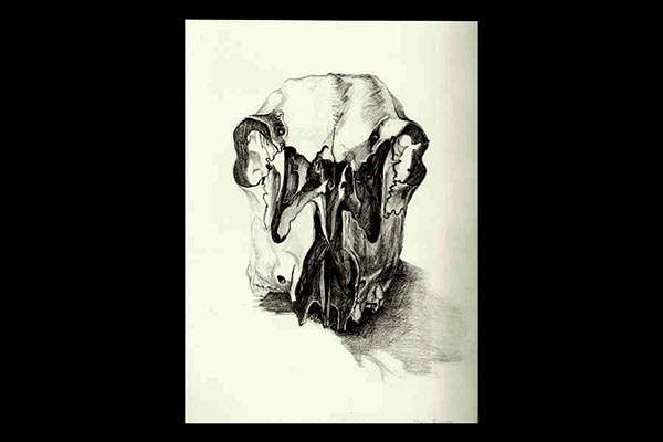 Deer Skull, 2010, graphite, 12x9"