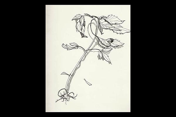 Seedling, 2010, pen and ink, 9x12"