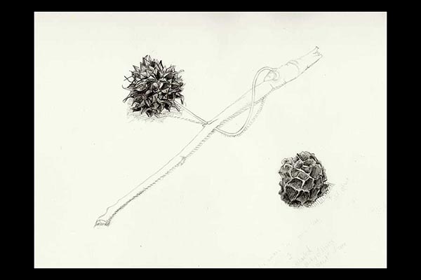 Sweetgum Fruits, 2010, graphite, 12x9"